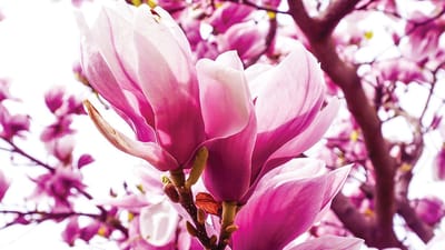 Poster | Roze | 104 x 70,5 cm