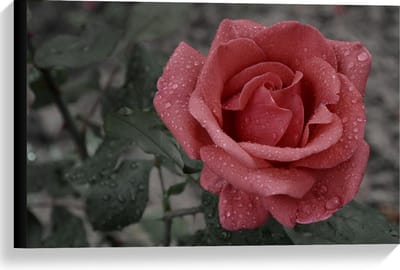 Canvas  - Roze Roos met Groen Blaadjes  - 60x40cm Foto op Canvas Schilderij (Wanddecoratie op Canvas)