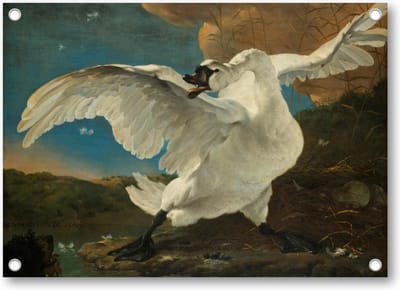 De bedreigde zwaan, Jan Asselijn, ca. 1650 - Tuinposter 70x50 - Wanddecoratie - Jan Asselijn - Meesterwerken - Dieren