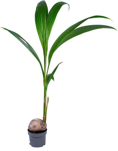 Bloomique - Cocos Nucifera - Kokospalm - Kamerplanten - Luchtzuiverend - Diervriendelijk - Hoogte 70-90 cm - Pot 19 cm