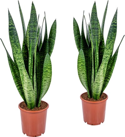 Bloomique - Set van 2 - Sansevieria Zeylanica - Vrouwentong - Kamerplanten - Luchtzuiverend - Zeer Gemakkelijk te Verzorgen - Hoogte 50-70 cm - Pot 17 cm