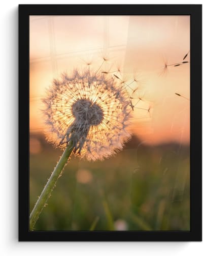 Poster in lijst - Fotolijst 30x40 cm - Posters - Paardenbloem - Zonsondergang - Veld - Posterlijst zwart - Decoratie - Wanddecoratie woonkamer - Muurdecoratie slaapkamer