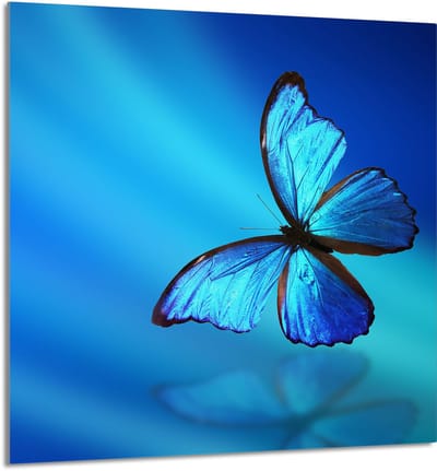 TMK ArtDeko - Glasplaat Keuken - 60x65 cm - Veilig - Motyl