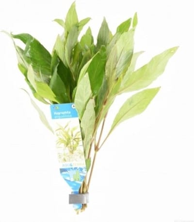 Moerings Hygrophila Angustifolia | Smalle Waterweegbree | in Terracotta Ring