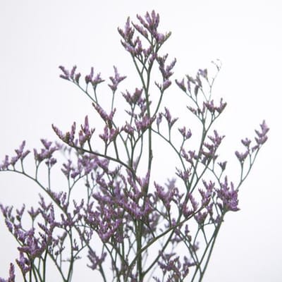 25x Lim.safora lilac 80cm