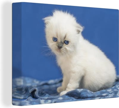 Canvas Schilderij Kitten - Kleed - Blauw - Meisjes - Kinderen - Jongens - Kids - 80x60 cm - Wanddecoratie
