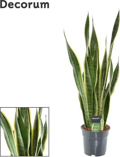 Plantenboetiek.nl | Sansevieria Laurentii XL - Ø17cm - 60-70cm hoog - Kamerplant - Groenblijvend - Cactus & Vetplanten