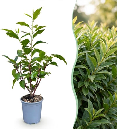 Green boutiQ - 16x Prunus lusitanica Angustifolia - Portugese Laurier - Haagplanten - Groenblijvend - Groen - Pot 9cm - Hoogte 25-35cm