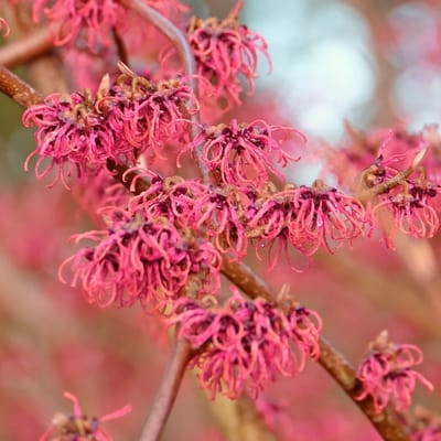 Hamamelis vernalis 'Amethyst', Purperkleurige Toverhazelaar, 2 liter pot