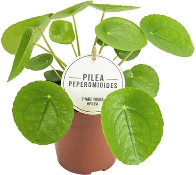Plantenboetiek.nl | Pilea Peperomioides - Ø13cm - 20cm hoog - Kamerplant - Groenblijvend