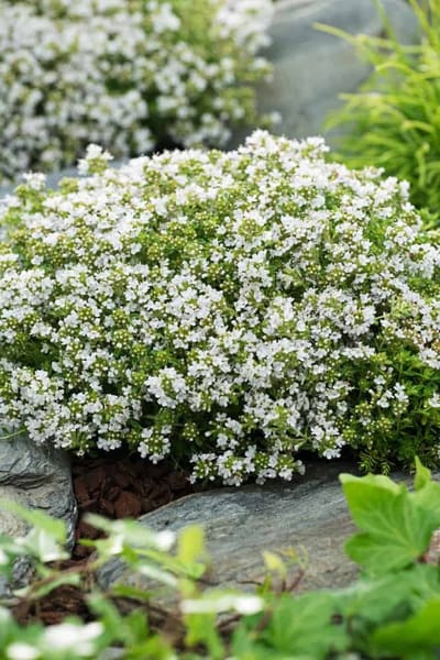 Thymus pr. Albiflorus - Set van 12 - Kruiptijm - Pot P9 - Witte Bloem