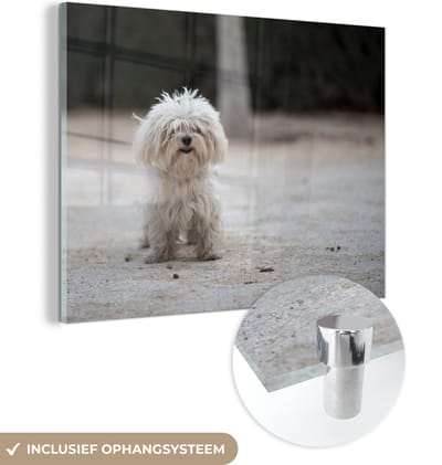 MuchoWow® Glasschilderij - Een Maltezer hond wordt uitgelaten - 160x120 cm - Acrylglas Schilderijen - Foto op Glas