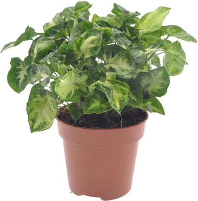 Plantenboetiek.nl | Syngonium Pixie - Ø12cm - 20cm hoog - Kamerplant - Groenblijvend