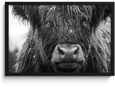 Poster in lijst - Fotolijst 60x40 cm - Posters - Schotse hooglander - Zwart - Wit - Sneeuwvlokken - Posterlijst zwart - Decoratie - Wanddecoratie woonkamer - Muurdecoratie slaapkamer