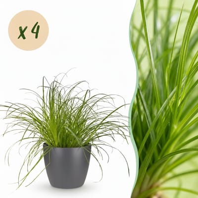 Green boutiQ - Kamerplant - Cyperus alternifolius Zumula - Kattengras - Huisdiervriendelijke Plant - Groen - 4 Planten - met Potter Grijs - Pot 12cm - Hoogte 20cm