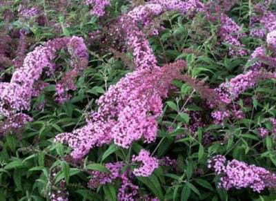Buddleja davidii 'Pink delight' - Vlinderstruik 40 - 60 cm in pot