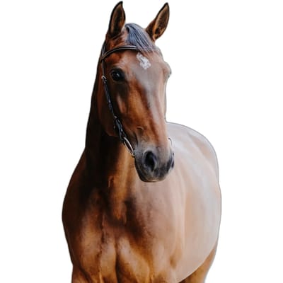 Anatomisch hoofdstel Norton Freedom