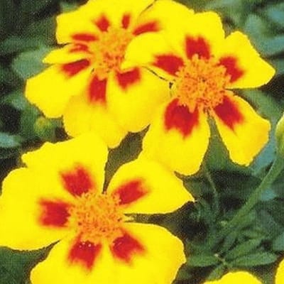 Franse Goudsbloem - Calendula Marietta - Bloementuin Aanleggen - Sierlijk Type - 100 Zaden - Oranje