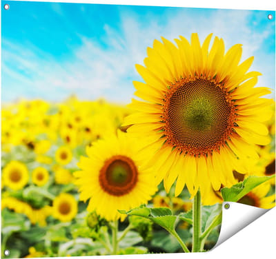 Gards Tuinposter Zonnebloemen Veld - 100x80 cm - Tuindoek - Tuindecoratie - Wanddecoratie buiten - Tuinschilderij