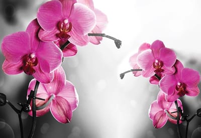 Fotobehang Flowers  | XL - 208cm x 146cm | 130g/m2 Vlies