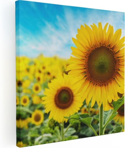 Artaza Canvas Schilderij Zonnebloemenveld - 30x30 cm - Klein - Muurdecoratie Bloemen - Wanddecoratie Woonkamer - Schilderijen Op Canvas