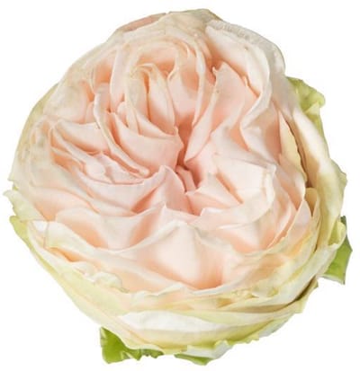 25x Rosa gard.spirit 50cm