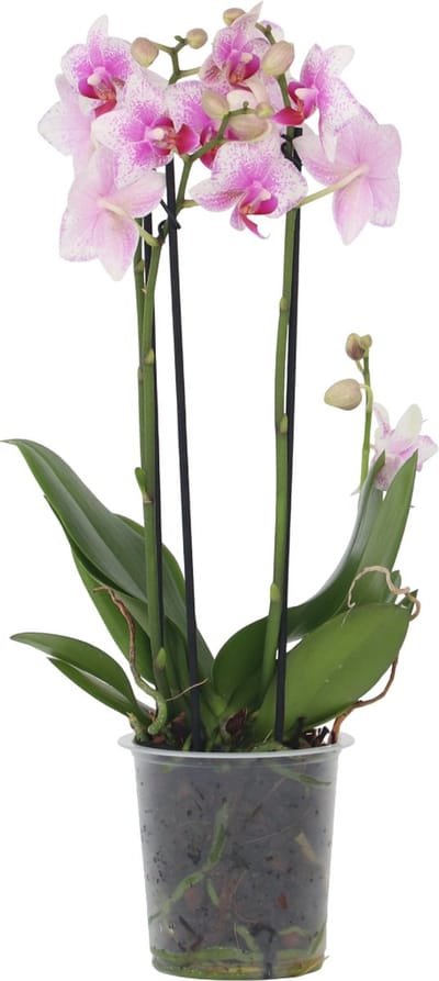 Plant in a Box - Phalaenopsis Multiflora - Orchidee roze - Bloeiende kamerplant - Katvriendelijk - Pot 12cm - Hoogte 35-45cm