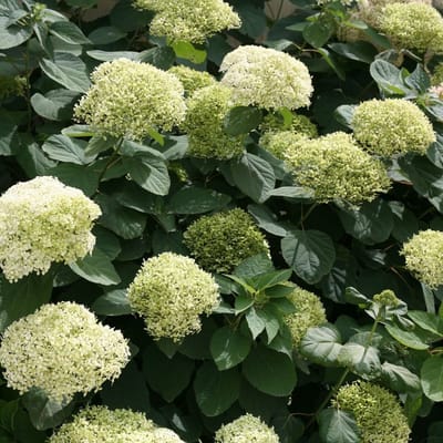 Hydrangea arborescens 'Lime Rickey'® PW 30-50 cm