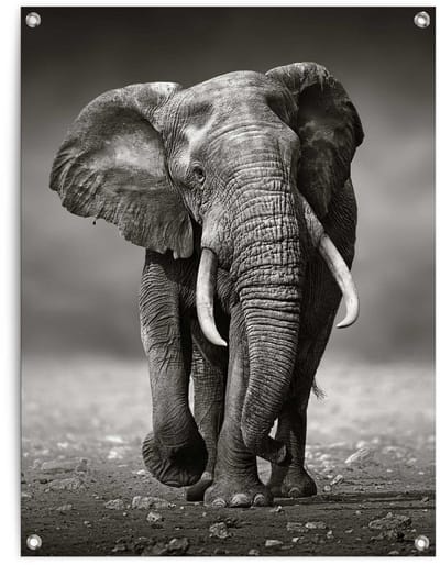 Tuinposter Wandelende olifant - 80 x 60 - Canvas - REINDERS