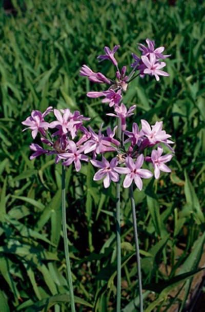 Thulbachia violance P9