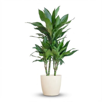Green boutiQ - Kamerplant - Drakenbloedboom - Dracaena Janet Craig - Groen - Weinig onderhoud - 1 Plant - met Potter Wit - Pot 21cm - Hoogte 90 - 100cm
