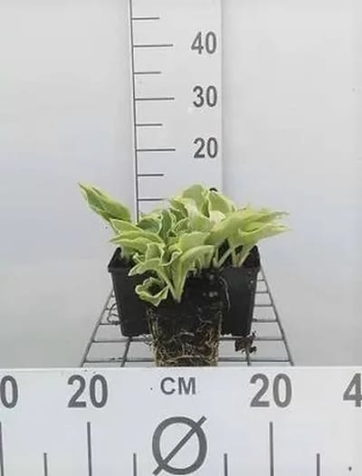 6x Funkia - Hosta hybr. 'Wide Brim' | 9x9 cm pot