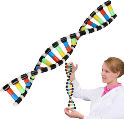 Dubbele Helix Model - DNA Model - Biologie Leren - Duurzaam ABS Materiaal - 40 cm - Wit