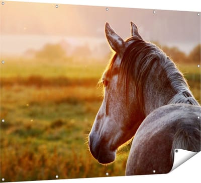 Gards Tuinposter Paard in de Weide tijdens Zonsondergang - 160x120 cm - Tuindoek - Tuindecoratie - Wanddecoratie buiten - Tuinschilderij