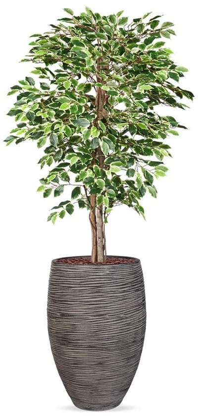 Kunstplant Ficus bont in Vaas elegant Deluxe Rib antraciet H200 cm