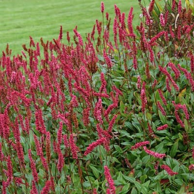 6 x Persicaria Affinis 'Superba' - Duizendknoop in 9x9cm Pot: Veelzijdige, Winterharde Bodembedekker uit de Himalaya