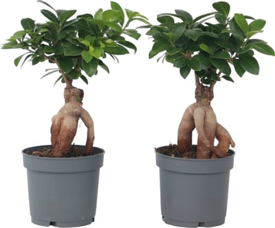 Plant in a Box - Ficus Ginseng - Set van 4 - Japanse Bonsai Kamerplanten - Pot 12cm - Hoogte 30-40cm