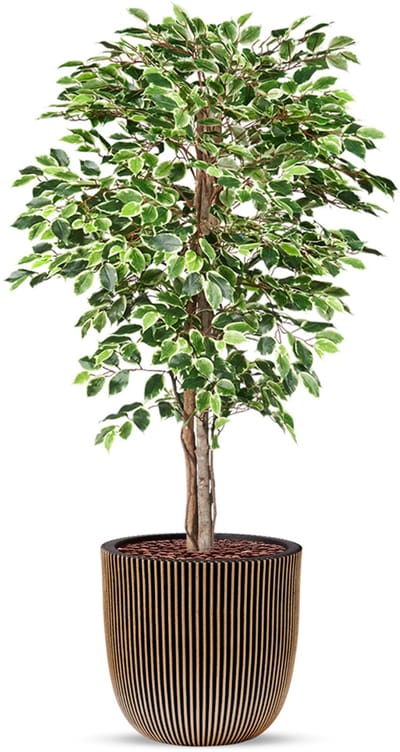 Kunstplant Ficus bont in planter ball Groove zwartgoud H170 cm