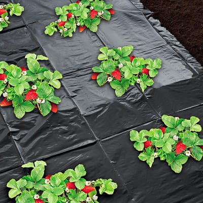 Soluvert - Aardbeienfolie - 1,2 x 20 meter