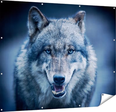 Gards Tuinposter Wolvenkop met Blauwe Ogen - Wolf - 150x120 cm - Tuindoek - Tuindecoratie - Wanddecoratie buiten - Tuinschilderij