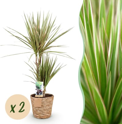 Plantenboetiek.nl | Green is... Dracaena Sunray - Drakenbloedboom - Weinig onderhoud - met mand - Groen - 2 Planten - Ø17cm - 70-75cm hoog - Kamerplant - Groenblijvend