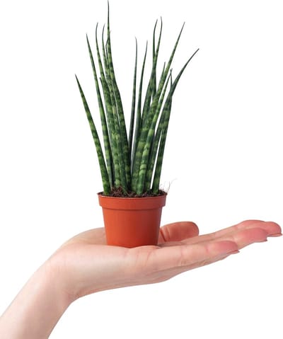 PLNTS - Baby Sansevieria Fernwood Mikado - Kamerplant - Kweekpot 6 cm - Hoogte 15 cm
