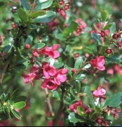 Escallonia hybr. 'Donard Radiance' - Escallonia 40- 50 cm in pot