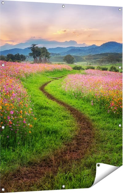 Gards Tuinposter Kosmos Bloemenveld met een Pad - Bloemen - 90x120 cm - Tuindoek - Tuindecoratie - Wanddecoratie buiten - Tuinschilderij