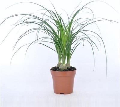 JUNAVERA Beaucarnea recurvata nolina | 3 planten per pot | 12 cm pot | 35 cm hoog
