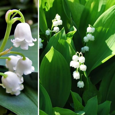 Lelietje-van-dalen (Convallaria Majalis) - Convallaria Wit - Lelietje van Dalen - Vaste planten - Bijen-Vlinders - Snijbloemen - Geurend