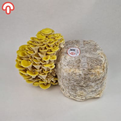 Samzwam Grow Kit - Gele Oesterzwam Kweekset XL - Gebruiksklaar - Zelf Paddenstoelen Kweken - Duurzaam en Leerzaam - 3 KG