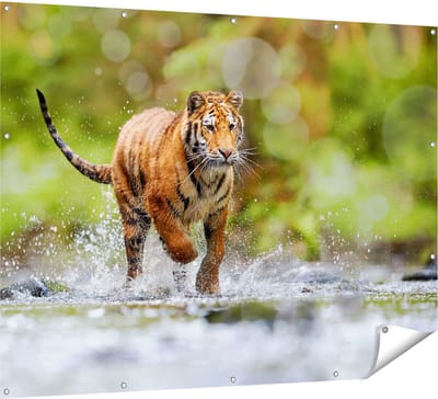 Gards Tuinposter Tijger Loopt in het Water - 160x120 cm - Tuindoek - Tuindecoratie - Wanddecoratie buiten - Tuinschilderij