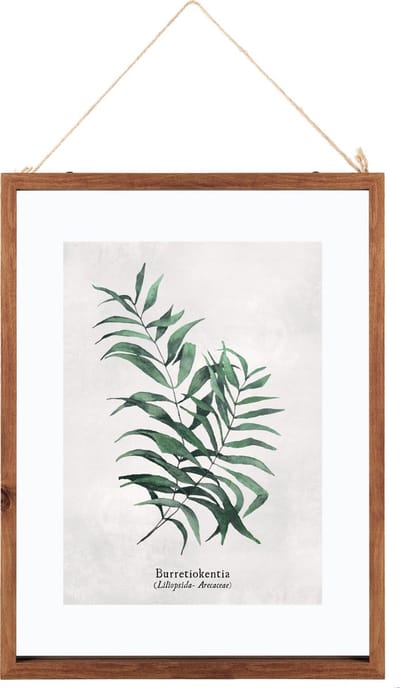 Glazen Frame Met Botanische Illustratie Burret - Poster Plant - Print Tekening met Lijst - 38x48 cm