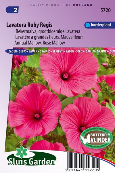 Sluis Garden - Lavatera Ruby Regis (Bekermalva)
